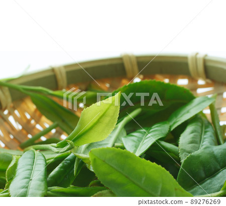 茶芽 89276269