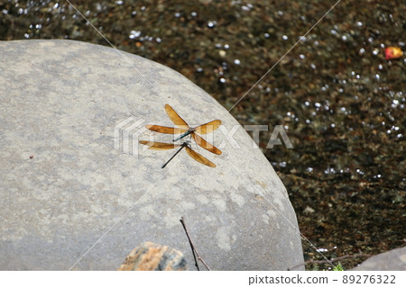 Dragonfly on the stone 89276322