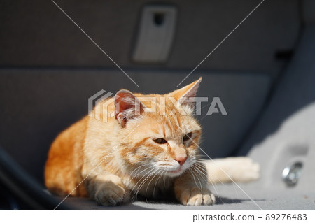 A peaceful day for a family of tea-white moms of local cats A peaceful day for a family of tea-white moms of local cats 89276483