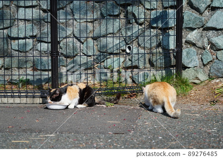 A peaceful day for a family of tea-white moms of local cats A peaceful day for a family of tea-white moms of local cats 89276485