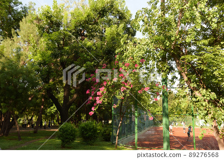 台灣高雄中央公園陽光散落的漂亮花九重葛 台灣高雄中央公園陽光散落的漂亮花九重葛 89276568