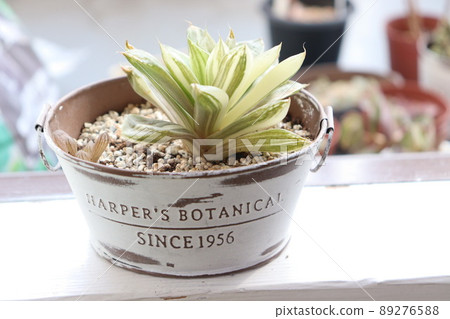 肉質植物京之花木 89276588