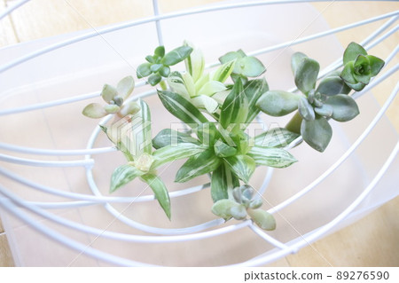 Succulent planting seedlings 89276590