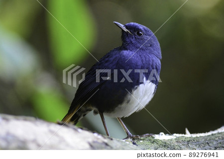 Orii Hitaki, who lives in the high mountain forests of Vietnam, Thailand and the Himalayas, has a beautiful contrast between blue and white. 89276941