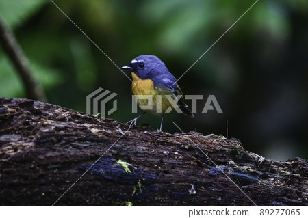 在泰國、馬來西亞、越南和喜馬拉雅等山林中發現的可愛的橙色和藍色鳥 Muneaka Hitaki 在泰國、馬來西亞、越南和喜馬拉雅等山林中發現的可愛的橙色和藍色鳥 Muneaka Hitaki 89277065