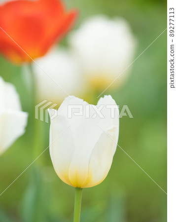 Tulip flower Tulip flower 89277113