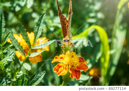 The dark green fritillary butterfly collects nectar on flower. Speyeria aglaja is a species of butterfly in the family Nymphalidae. 89277114