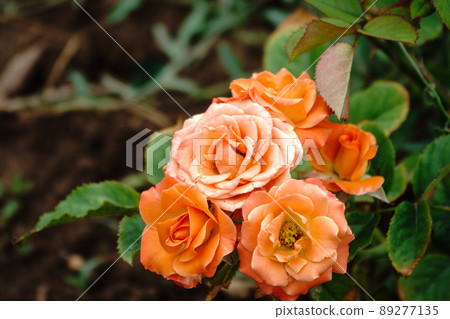 Yellow-red rose on a green blurred background. Yellow-red rose on a green blurred background. 89277135