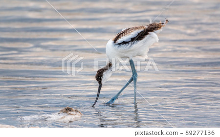 Water bird pied avocet, Recurvirostra avosetta, feeding in the lake. The pied avocet is a large black and white wader with long, upturned beak Water bird pied avocet, Recurvirostra avosetta, feeding in the lake. The pied avocet is a large black and white wader with long, upturned beak 89277136