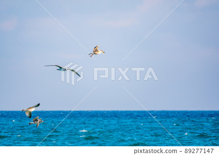 Four sea gulls fly in the clear blue sky Four sea gulls fly in the clear blue sky 89277147