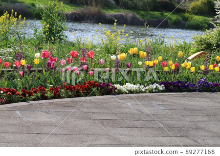 Tulips, pansies and rape blossoms blooming in the riverbed park of the Motoara River that flows near Hasuda City, Saitama Prefecture, Japan in spring Tulips, pansies and rape blossoms blooming in the riverbed park of the Motoara River that flows near Hasuda City, Saitama Prefecture, Japan in spring 89277168