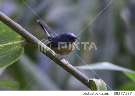 Beautiful blue bird Kaoguro Hitaki found in the forests of the mountains of Thailand and the Himalayas 89277187