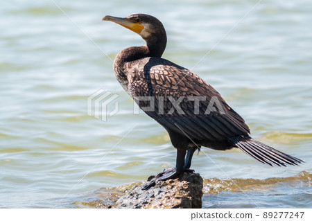 Great cormorant, Phalacrocorax carbo, standing on a stone on the sea shore. Great cormorant, Phalacrocorax carbo, standing on a stone on the sea shore. 89277247