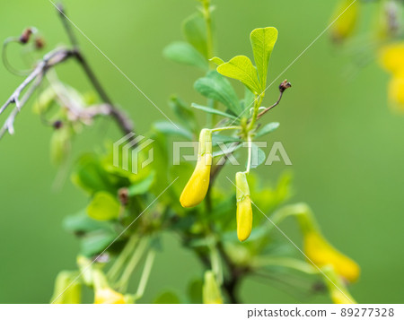 Acacia tree branch with green leaves and yellow flowers. Blooming Caragana Arborescens, R1X00140-Edit.jpg Acacia tree branch with green leaves and yellow flowers. Blooming Caragana Arborescens, R1X00140-Edit.jpg 89277328
