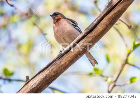 Common chaffinch, Fringilla coelebs, sits on a branch in spring on green background. Common chaffinch in wildlife. Common chaffinch, Fringilla coelebs, sits on a branch in spring on green background. Common chaffinch in wildlife. 89277342
