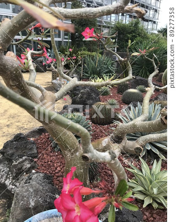 溫帶植物群 89277358