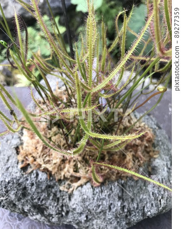 威爾士洋蔥 威爾士洋蔥 89277359