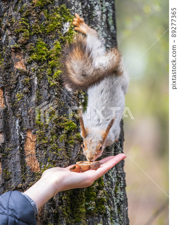 A woman feeding a squirrel in the summer park A woman feeding a squirrel in the summer park 89277365