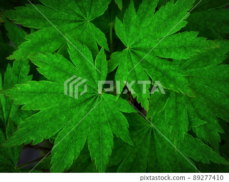 Momiji leaves 89277410