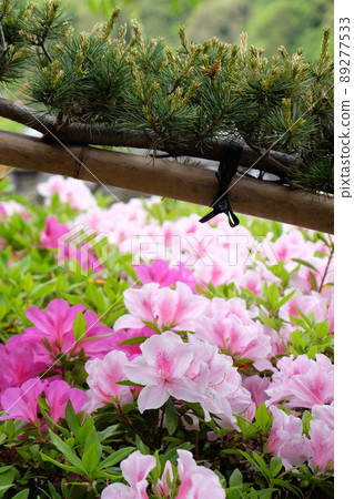 奈良長谷寺杜鵑花 奈良長谷寺杜鵑花 89277533