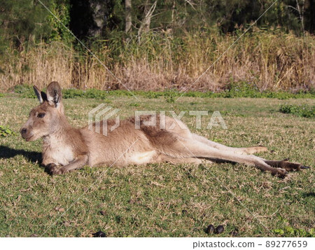 Australian wild kangaroo Australian wild kangaroo 89277659