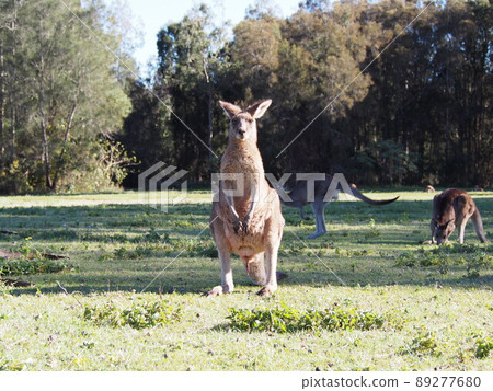 Australian wild kangaroo Australian wild kangaroo 89277680