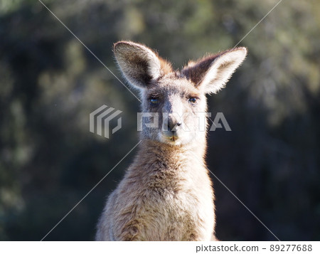 Australian wild kangaroo 89277688