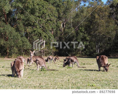 Australian wild kangaroo 89277698