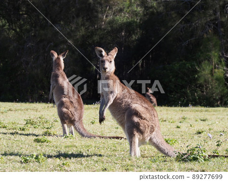 Australian wild kangaroo 89277699