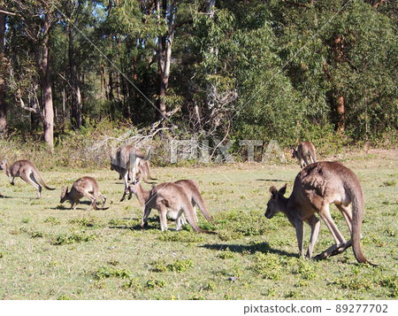 Australian wild kangaroo Australian wild kangaroo 89277702