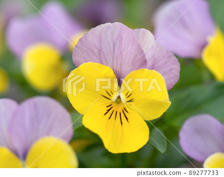 中提琴花 中提琴花 89277733