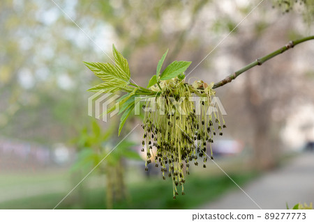 The beginning of vegetation of Ash-leaved maple, Acer negundo. A branch with female inflorescences and young leaves in a spring day, selective focus. 89277773