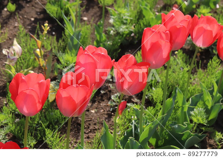 春天日本公園裡盛開的紅色鬱金香花 89277779