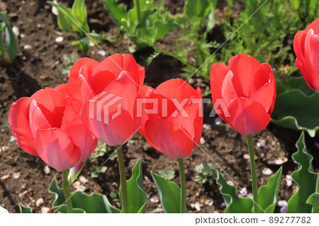春天日本公園裡盛開的紅色鬱金香花 春天日本公園裡盛開的紅色鬱金香花 89277782