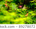 It's the fresh green season. Acer palmatum also has sprouts ... ① 89278072