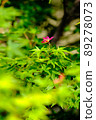 It's the fresh green season. Acer palmatum also has sprouts ... ② 89278073