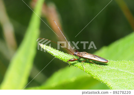 Brown bug Brown bug 89278220