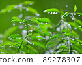 雨林 89278307