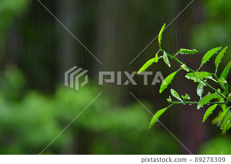 Rain forest 89278309