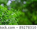 雨林 89278310