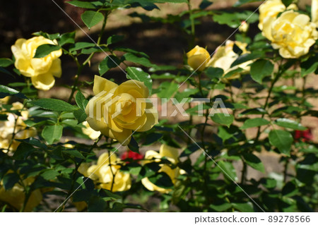 秋天的黃玫瑰 秋天的黃玫瑰 89278566