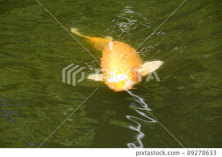 Yamadaike Park Yamadaike Park 89278633