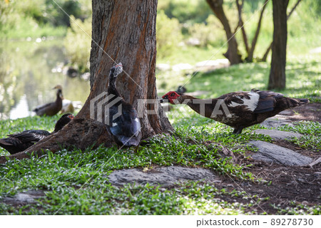 Red-faced muscovy duck resting in the park 89278730