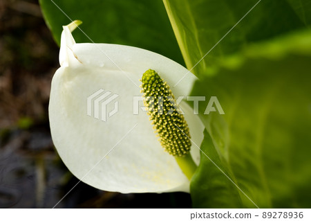 一棵臭鼬捲心菜打開,預示著春天的到來 一棵臭鼬捲心菜打開,預示著春天的到來 89278936