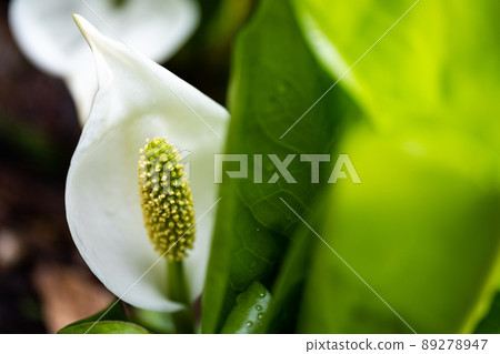 A skunk cabbage that opens to signal the arrival of spring A skunk cabbage that opens to signal the arrival of spring 89278947