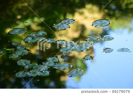 Yamadaike Park 89279079