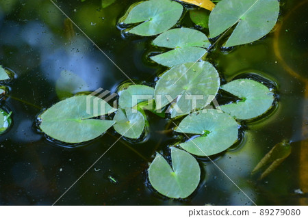 Yamadaike Park 89279080