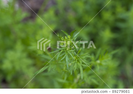 意大利歐芹 意大利歐芹 89279081