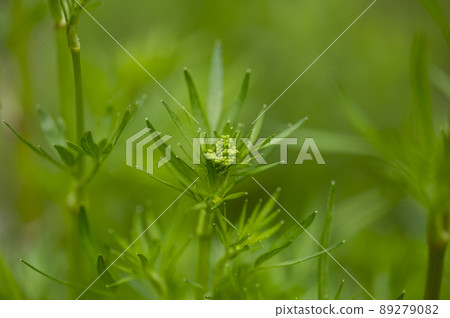Italian parsley Italian parsley 89279082