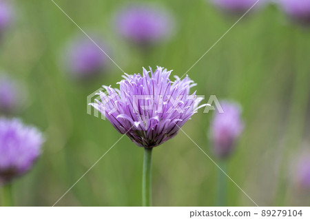 Chives (Asatsuki Seiyo) 89279104